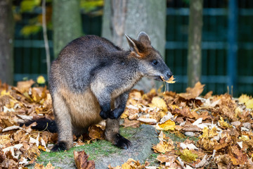 Swamp Wallaby, Wallabia bicolor, is one of the smaller kangaroos