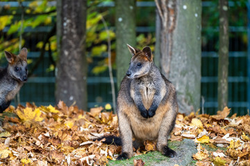 Swamp Wallaby, Wallabia bicolor, is one of the smaller kangaroos