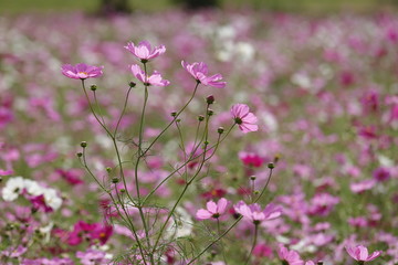 藤原京　コスモス畑