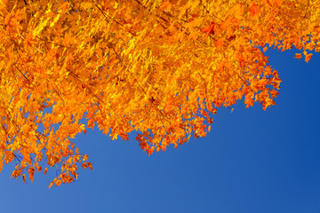 Maple tree in autumn, Beautiful Colorful Autumn Leaves  ,USA