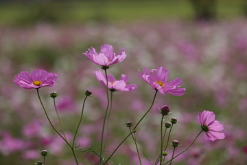 藤原京　コスモス畑