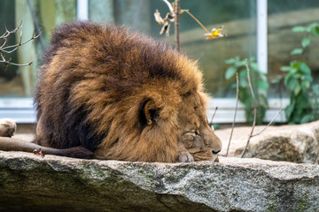 The lion, Panthera leo is one of the four big cats in the genus Panthera
