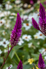 Similar to Liatris
