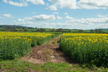 Fototapeta na wymiar Yellow rapeseed fields in the English countryside