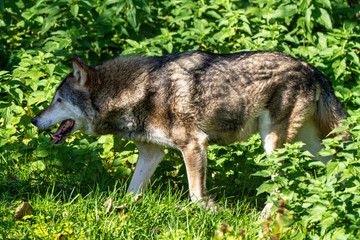 European Grey Wolf, Canis lupus in the zoo