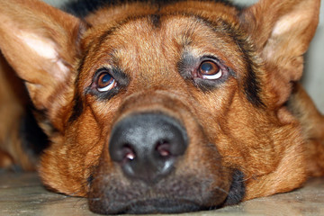 portrait of a German shepherd looking up