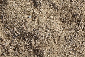 A close view of the sand and pebble surface textures.