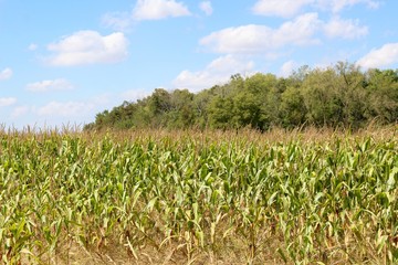 Fototapeta na wymiar A close view of the cornstalks in the cornfield.