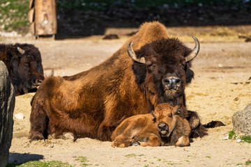 Fototapeta premium American buffalo known as bison, Bos bison in the zoo