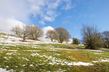 Trees on a winter hill