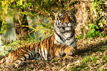 The Siberian tiger,Panthera tigris altaica in the zoo