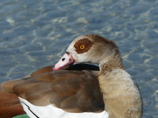 portrait of a goose