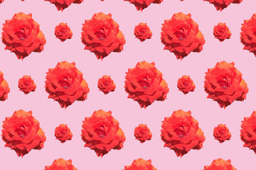 Many rose flowers on pink background for wall paper and other.