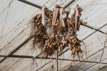 peanut bushes are dried in a greenhouse. the process of drying and ripening nuts. proper nutrition.