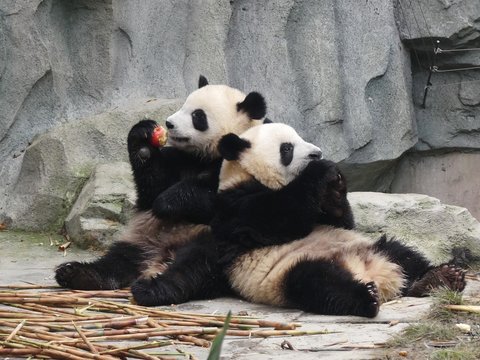 Giant Panda Eating