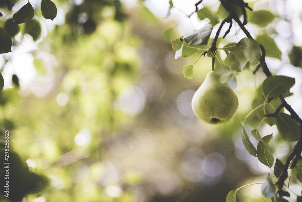 Poster closeup shot of a green pear attached to a branch with a blurred background