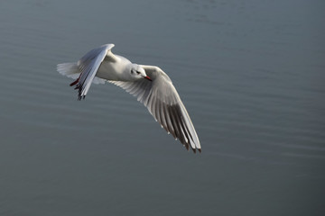 Fototapeta na wymiar seagull flying over the sea in search of food