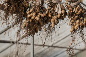 peanut bushes are dried in a greenhouse. the process of drying and ripening nuts. proper nutrition.