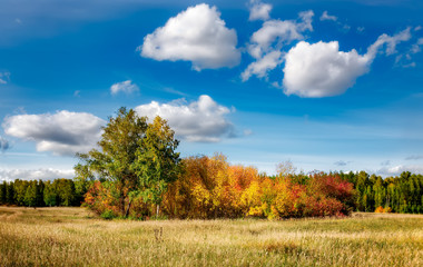 Autumn landscape. A group of colorful trees against a dark forest and blue sky with light clouds.