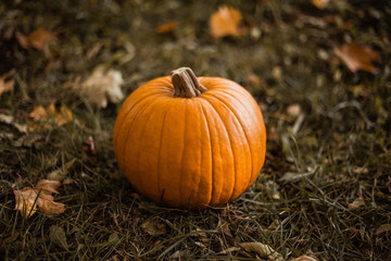 orange pumpkin on autumn grass