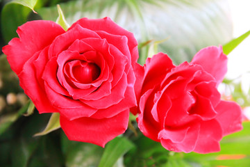 natural fresh red roses with petals and green leaves on a white background