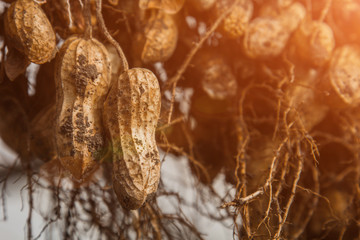 peanut bushes are dried in a greenhouse. the process of drying and ripening nuts. proper nutrition.