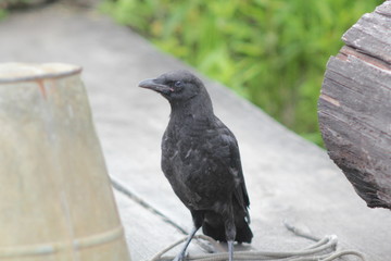 raven on fence