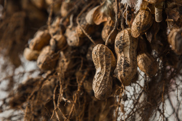 peanut bushes are dried in a greenhouse. the process of drying and ripening nuts. proper nutrition.