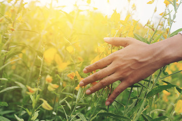 Hand human woman through yellow flower field background and  nature  bloom blossom field on sunrise