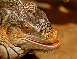 fantastic close-up portrait of tropical iguana. Selective focus, shallow depth of field