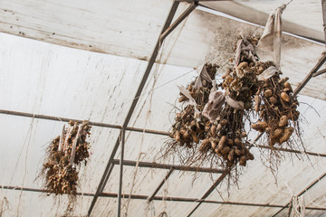 peanut bushes are dried in a greenhouse. the process of drying and ripening nuts. proper nutrition.