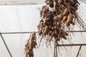 peanut bushes are dried in a greenhouse. the process of drying and ripening nuts. proper nutrition.