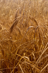 Field of Summer Grasses