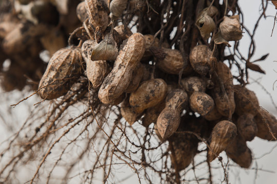 peanut bushes are dried in a greenhouse. the process of drying and ripening nuts. proper nutrition.