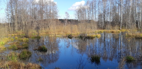 reflection of trees in lake