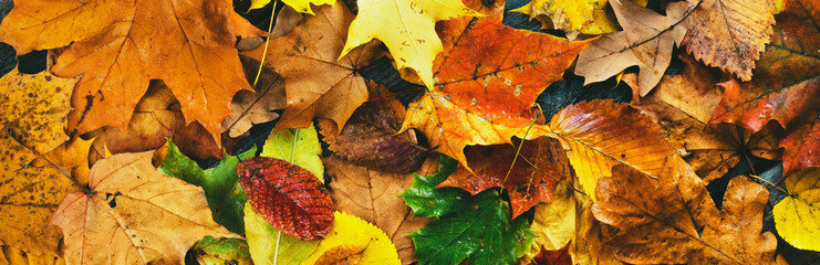 Background and texture of autumn wet leaves. Panorama. View from above.
