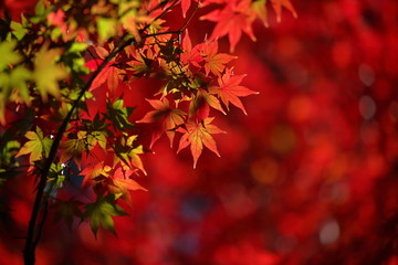 紅葉