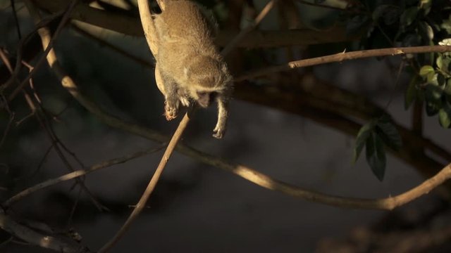 Small monkey jumps out of the branch in slow-mo