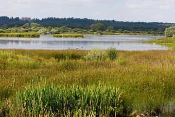 Egleton Nature Reserve, Rutland Water, Leicestershire, England, UK.