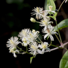 Oldman's Beard (Clematis vitalba), flowering, Cherry Hinton Chalk Pits, Cambridge, England, UK.
