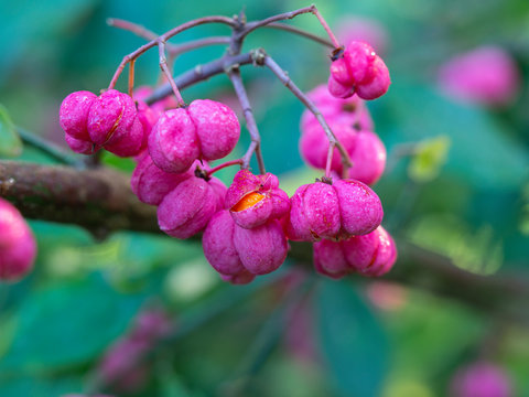 Beautiful pink berries and orange fruit of the spindle tree (Euonymus europaea)