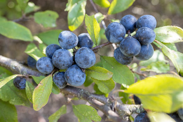Acid ripe sloe ( Prunus spainosa) berries in October on countryside