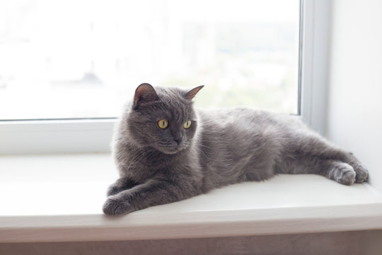 Gray english cat lying on the windowsill. British shorthair cat lies by the window. Place for text © Oksana