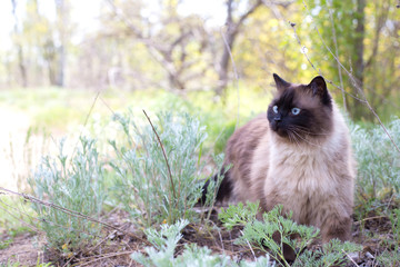 Naklejka na ściany i meble Siamese or Thai cat stands on the grass. Blue-eyed cat. The cat walks in the park alone