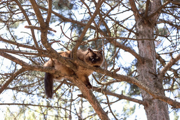 Siamese cat sitting on a tree. Thai cat sitting on a pine branch