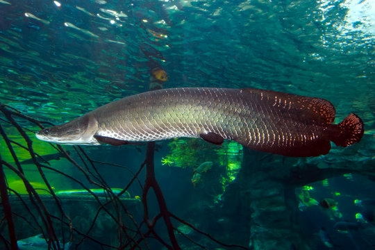 Arapaima Images – Browse 793 Stock Photos, Vectors, and Video