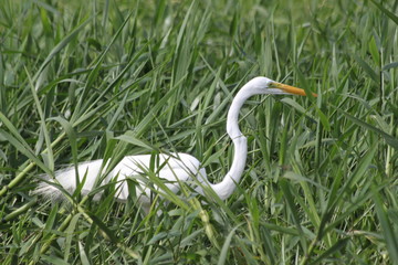 Aigrette dans les herbes