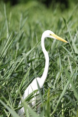 Aigrette dans les herbes