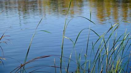  Thickets of reeds. Cane. Reflection in water. Autumn background for the designer. The Volga River Delta. Russia