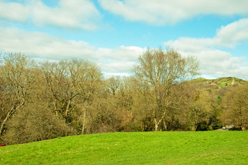 Fototapeta na wymiar Springtime trees in England